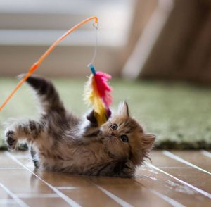 happy cat hotel
