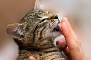 cat tips for new owners