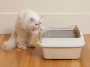 cat health insurance plans