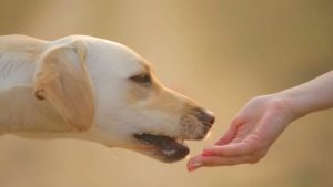 emotional support dog