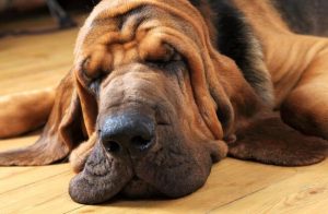dog home insurance