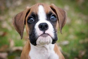 dog home insurance