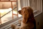 which dog is best for home security