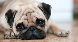dog home insurance