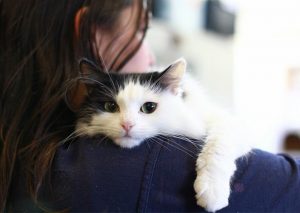 top cat moving service, cat house drug rehab cincinnati, signs your cat is going to give birth, cat health hotline