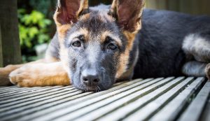 dog home insurance