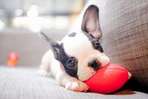 which dog is best for home security