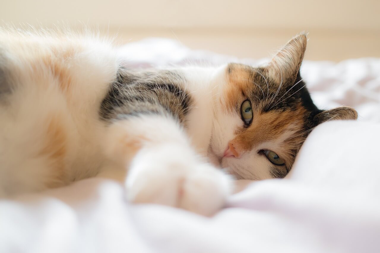 cat meowing, cat pictures, minecraft cat, cat gif, cat scratching post, royal canin cat food, how to draw a cat, cat grooming near me, cat bed, cat 5 cable, kitty cat, funny cat memes, why does my cat lick me, cat 6 ethernet cable, blue buffalo cat food, cat lifespan, cat 5 vs cat 6, cat cartoon, cat sitting, cat 6 cable, cat puns, automatic cat feeder, magic cat academy, cat power purina cat food, cat rescue near me, sheba cat food, werewolf cat, talking kitty cat, best dry cat food, cat condo, cat dewormer, cat treats, nature cat, cat teeth, cat grooming, cat boarding near me, cat loaf, cat noises, cat beds, cat diarrhea, cat body language, automatic cat litter box, cat tv, cat furniture, cat fountain, cat 7 ethernet cable, iams cat food, fluffy cat, hell cat, cat 5e vs cat 6, cat 6, arctic cat parts, cool cat casino, cat rescue, homemade cat food, sam & cat, doja cat nudes big cat world cat, cat breeds cat stock cat memes crying cat cat food fat cat cat ninja cat litter cute cat best cat food bob cat cat sounds cat cafe cat litter box cat eyes cat grass cat house cool cat orange cat, cat allergies, cat stevens songs, diy cat tree, oriental cat, bengal cat price, cat 5e, tom cat, adopt a cat near me, wild cat, cat music, purina one cat food, cat insurance, fancy feast cat food, can dogs eat cat food, cat throwing up, cat shelters near me