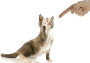 cat health insurance plans, cat lawyer