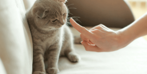 cat health insurance plans
