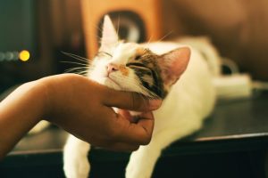 cat tips for new owners