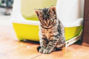 cat health insurance plans