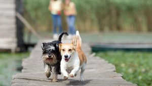 which dog is best for home security