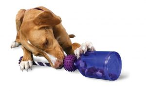 which dog is best for home security