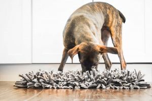 which dog is best for home security