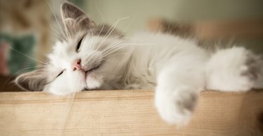 how many hours does a cat sleep each day when to put cat to sleep with kidney failure put your cat to sleep putting your cat to sleep yourself