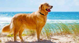 dog home insurance