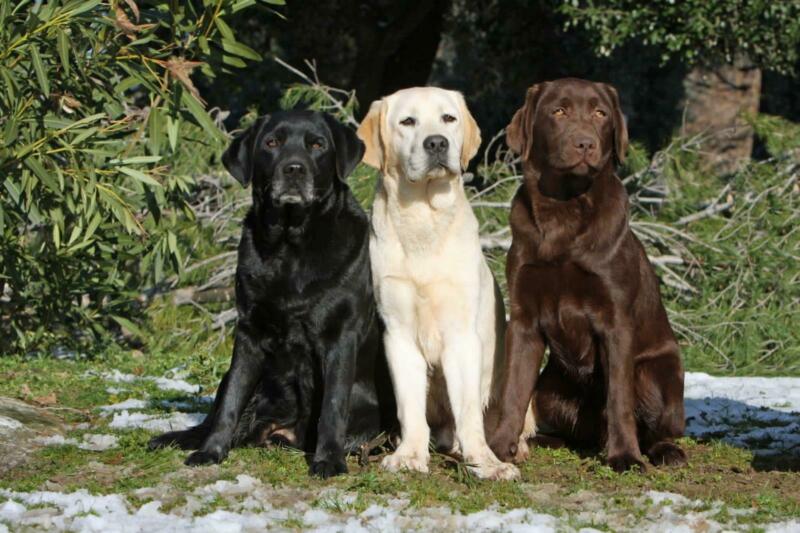dog home insurance