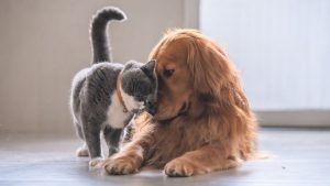 which dog is best for home security