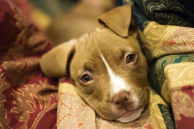 As a dog owner, there are many things to consider to keep your furry friend healthy and happy. Choosing the right dog food is important for your dog's overall health, and with so many options available, it can be overwhelming. Some popular dog food brands include Blue Buffalo, Diamond Naturals, Purina, and Just Food for Dogs. Additionally, there are fresh options like The Farmer's Dog, Nom Nom, and Wild Earth dog food. When it comes to finding a good dog breed, it's important to research the breed and check your state's dog breeding laws. For health-related issues, it's a good idea to have pet insurance for dogs, which can help cover unexpected expenses like a visit to the vet or a dog bite lawyer. There are also products like Bravecto for dogs to protect them from fleas and ticks, as well as training options like dog training near me to help with behavioral issues. And if you're looking for a fun activity to do with your pup, consider taking them to a dog park, dog beach, or even a Bulldog Ale House. No matter what you choose, a happy dog is a loyal dog, and it's worth the effort to keep them healthy and smiling.