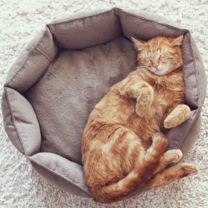 how many hours does a cat sleep each day when to put cat to sleep with kidney failure put your cat to sleep putting your cat to sleep yourself