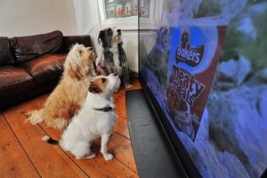 which dog is best for home security