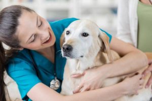 dog care insurance