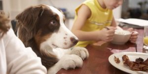 dog care insurance