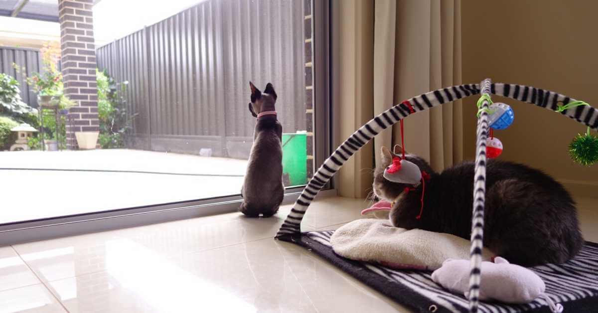 When exploring the world of pets, particularly the beloved Birman breed, it's clear that feline care involves more than just basic attention. For those who are fans of Disney cats or seek information on Felimazole, a medication often used for treating feline hyperthyroidism, understanding the nuances of cat health is crucial. Pet owners also need to consider practical aspects like cat insurance to ensure their furry friends are protected in case of unexpected health issues. For instance, maintaining proper cat teeth hygiene is vital to avoid complications. And for those who might have both a cat and a dog, ensuring harmony between these pets can be as exciting as a ninja cat's adventurous escapades.