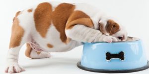 dog care insurance