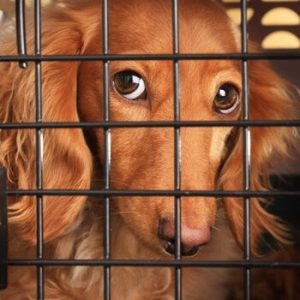 dog care insurance