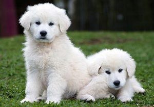 emotional support dog letter