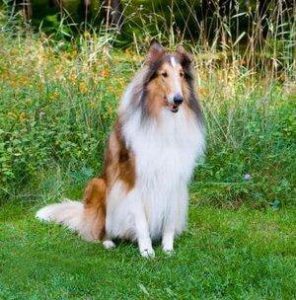 emotional support dog letter