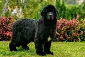 emotional support dog letter