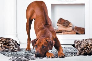 emotional support dog letter