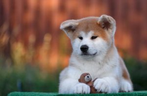 emotional support dog letter