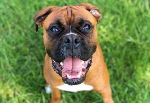 emotional support dog letter