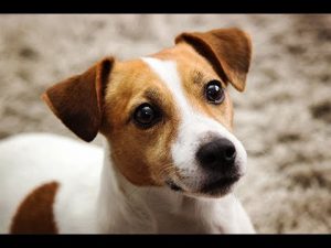 dog lawyer