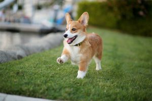 emotional support dog letter