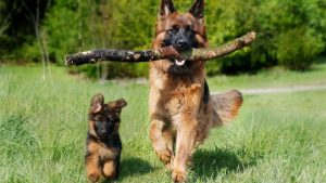 dog lawyer, pet injury lawyer, personal injury lawyer, dog bite attorneys los angeles dog 65 days pregnant no signs of labor dog on trifexis still has fleas german shepherd homeowners insurance