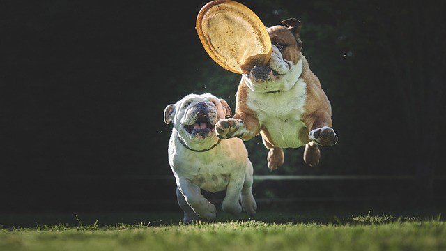 Choosing the right dog insurance and food for your furry friend can be daunting. It's essential to consider your dog's individual needs and preferences when making a decision. Dog training is also a critical factor to consider, as it can significantly impact your dog's behavior and well-being. One way to determine the best dog food for your pup is by researching and looking at dog food brands, reading reviews and even consulting with a vet. Similarly, when it comes to dog insurance, it's essential to research the different options available, including pet insurance for dogs, and choose one that fits your budget and covers your specific needs. For example, Farmers Dog and The Farmers Dog offer insurance specifically tailored to your dog's needs. When it comes to dog food, there are many options available such as Blue Buffalo dog food, Wild Earth dog food, Diamond Naturals dog food, Pedigree dog food, Purina dog food, Just Food for Dogs, Canidae dog food and Nom Nom dog food. A Dog DNA test can also be helpful in determining what type of food would be best for your dog. In addition to food and insurance, finding a dog training near me a dog park and a dog beach near me can also be beneficial for your dog's physical and mental well-being. Exercise can also be helpful for behavior issues such as sleeping dogs or wild dogs, and even for happy dog and smiling dog. Other essential factors to consider include dog boarding near me, Bravecto for dogs and other dog treatments, and even finding a dog bite lawyer in case of emergency. When it comes to choosing the right products and services for your dog, it's important to take the time to research and consider all options. Whether you're looking for the best dry dog food or an invisible fence for dogs, there are many options available to ensure that your loyal dog is well taken care of.