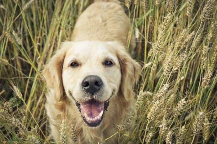 when to neuter a labrador retriever labrador retriever arthritis treatment eukanuba labrador retriever formula dry dog food labrador retriever rescue md labrador retriever care