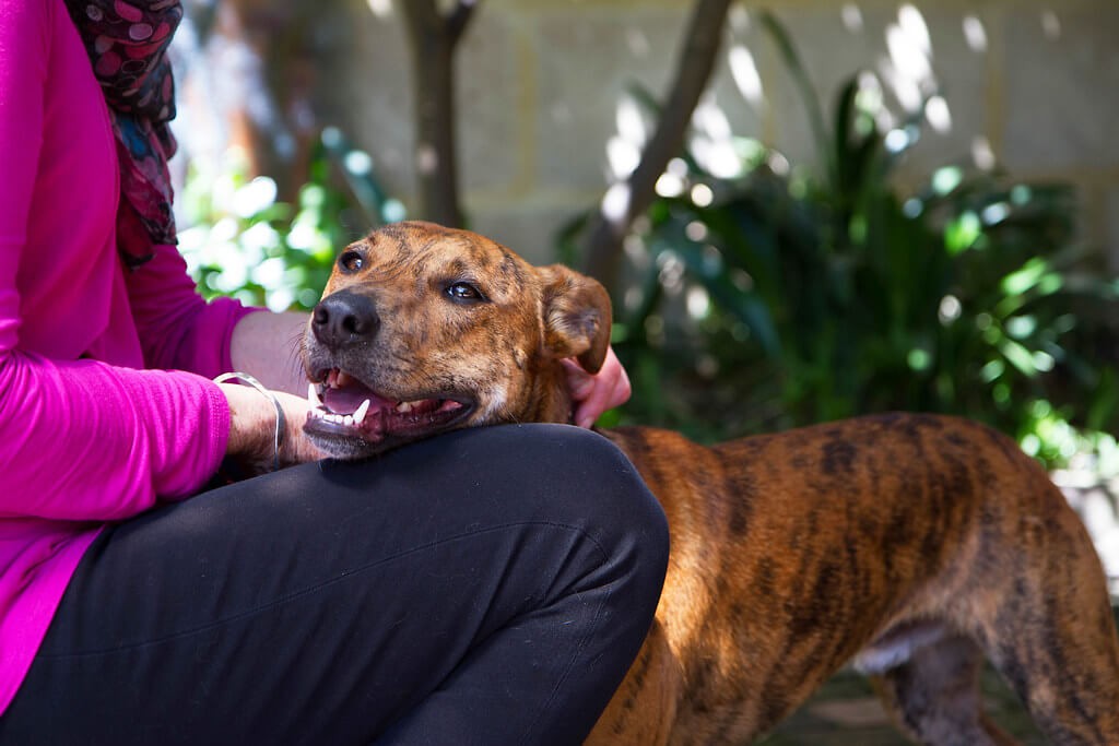 puppy love dog walking dog love bites the honest kitchen love dog food carni love dog food love my dog resort and spa