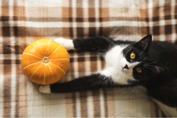 As a cat owner, you likely consider your feline friend a cherished family member. Like any family member, it's important to take care of your cat's needs, including their health and well-being. Here are some things to consider when it comes to taking care of your cat: Cat Health Insurance: Like humans, cats can get sick or injured unexpectedly. That's where cat health insurance can be a lifesaver. With the right coverage, you can rest easy knowing that your cat's medical bills are covered. Cat Insurance: In addition to health insurance, there are other types of insurance to consider for your cat. These may include pet insurance, which can cover accidents and injuries, and liability insurance, which can protect you in case your cat causes damage to someone else's property. Cat Parts: Whether it's a litter box, a scratching post, or a cat tree, certain items are essential for your cat's health and happiness. You can find cat parts online at websites like parts.cat.com, which offers a cat parts lookup feature to make the process even easier.