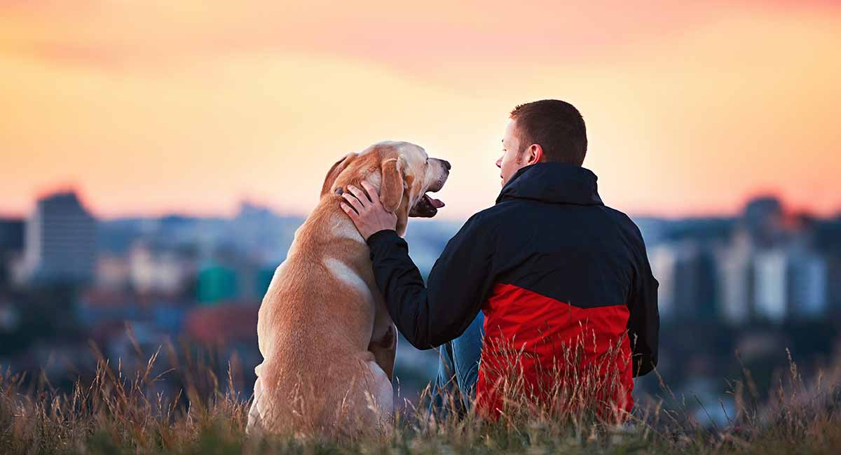 puppy love dog walking dog love bites the honest kitchen love dog food