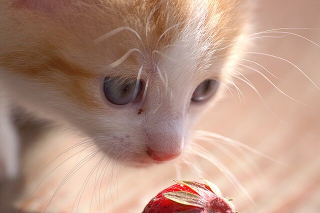 Being a cat owner means ensuring your feline friend is cared for, including their health and safety. Cat insurance is an essential investment for those who want peace of mind, as it can cover unexpected medical expenses. There are several options for pet insurance for cats, each with different coverage options and price points. You can easily compare and find the best cat insurance that fits your needs. In addition to insurance, you may also want to consider cat footwear, especially if you have a naughty cat ninja in your home. When taking care of your cat, you may also need to order cat parts, whether for a toy or a replacement. To make it easy for you, there are online stores such as parts cat com, or you can do a cat parts lookup to find the exact parts you need. They also offer cat parts online, making ordering from the comfort of your home easy. Whether you are looking for food, litter, or parts, you will find a wide range of options, including Canidae cat food, buffalo blue cat food, friskies wet cat food, meow mix cat food, and more, all readily available for cat food delivered straight to your door. With so many options available, you are sure to find what you need to keep your cat healthy, happy and entertained.