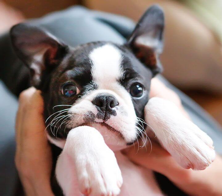 marriott emotional support animal