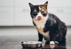 reviews dr marty cat food