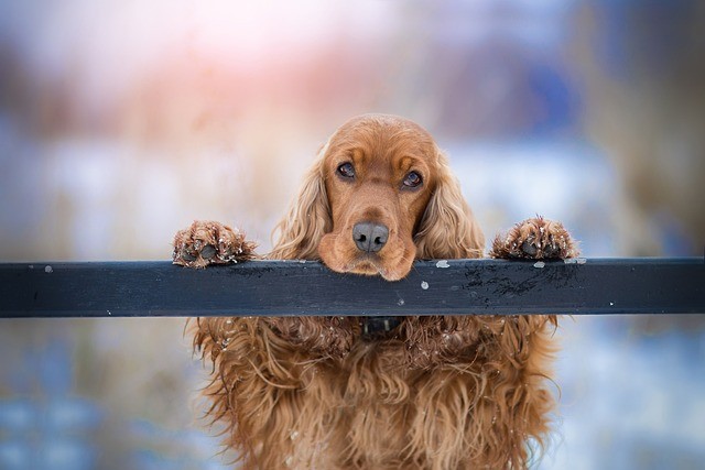 Dog food is a vital aspect of keeping your furry friend healthy and happy. When it comes to finding the best dog food, it's important to consider factors such as the ingredients, nutritional value, and any specific dietary needs your dog may have. One option to consider is The Farmer's Dog, which offers fresh, customized meals delivered straight to your door. Another popular brand is Blue Buffalo, known for its high-quality natural ingredients. If you're looking for dog training near you, it's a good idea to start by searching online for local classes or trainers. You can also check out dog parks and dog beaches near you as a great way to help your dog socialize and burn off energy. In addition to food and training, it may also be a good idea to consider pet insurance for dogs. This can help protect you financially in case your dog gets sick or injured. Some companies that offer dog insurance include PetPlan, Nationwide, and Embrace. Another option is to look into dog DNA testing, like Wisdom Panel, to learn more about your dog's breed and any potential health risks. If you're looking for a fun and unique way to bond with your dog, you may want to try sleeping dogs, a popular activity where you sleep with your dog. Another fun activity is taking your dog to a dog park, where you can play fetch and watch them socialize with other dogs. For a unique experience, you can also try visiting a dog beach near you, where your dog can run and play in the water. When it comes to dog treats, it's important to choose options that are healthy and made with high-quality ingredients. Some popular brands include Wild Earth, Just Food For Dogs, and Diamond Naturals. Another option is Smile Dog, a brand that specializes in natural and organic treats. If you're looking for a dog-friendly vacation spot, you may want to check out Red Dog Casino, a hotel and casino that welcomes dogs. If you're looking for a place to board your dog while you're away, there are many dog boarding options near you, such as Nom Nom dog food, Canidae dog food and other options. If you're ever in a situation where your dog bites someone, it's important to have a dog bite lawyer on your side to help you navigate the legal process. Overall, there are many options to choose from when it comes to keeping your dog happy and healthy. Whether you're looking for the best dog food, dog training, or dog insurance, there are many options available to suit your needs. With the right care and attention, your dog will be sure to be a happy and smiling companion for many years to come.