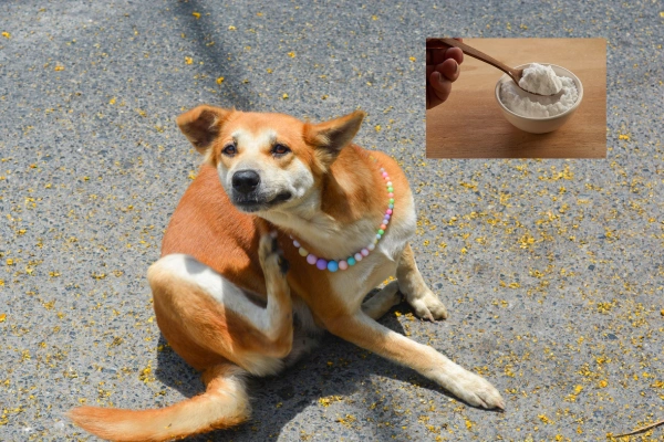 9 Ways Baking Soda Can Help Relieve Dog Skin Allergies